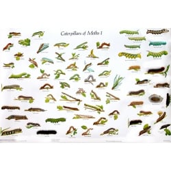 CHART Caterpillars of British Moths 1 and 2, Gordon Riley & David Carter